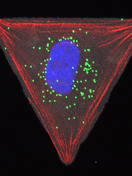 Anerkennung internationaler Spitzenforschung